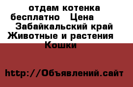 отдам котенка бесплатно › Цена ­ 10 - Забайкальский край Животные и растения » Кошки   